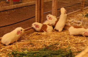 MIDAGRI impulsa emprendimientos y planes de negocio de Organizaciones Agrarias en Cusco