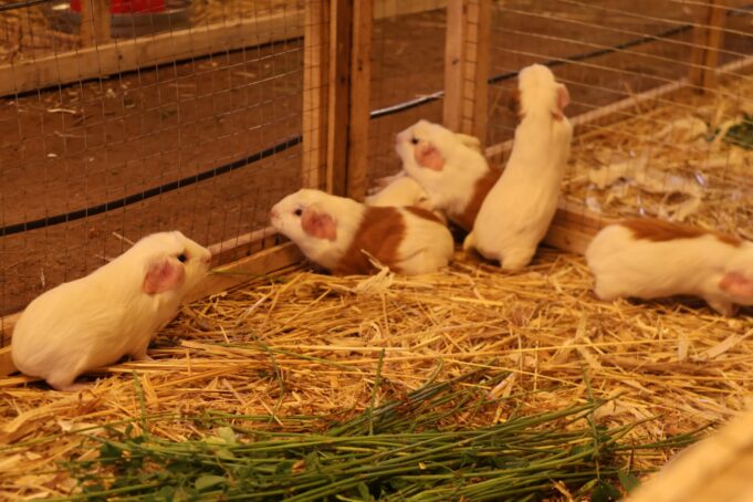 MIDAGRI impulsa emprendimientos y planes de negocio de Organizaciones Agrarias en Cusco