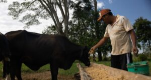 La Ganadería regenerativa, una solución para los desafíos del cambio climático en el sector agropecuario