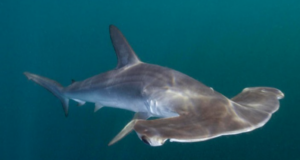 PRODUCE establece cuota de captura para el tiburón martillo durante el 2024