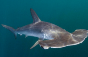 PRODUCE establece cuota de captura para el tiburón martillo durante el 2024