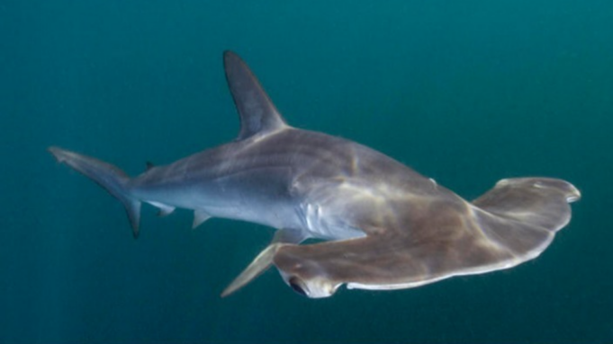 PRODUCE establece cuota de captura para el tiburón martillo durante el 2024