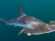 PRODUCE establece cuota de captura para el tiburón martillo durante el 2024