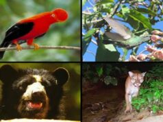 Día Mundial de la Vida Silvestre: ¿cómo se protegen a los animales amenazados en Perú?