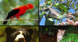 Día Mundial de la Vida Silvestre: ¿cómo se protegen a los animales amenazados en Perú?