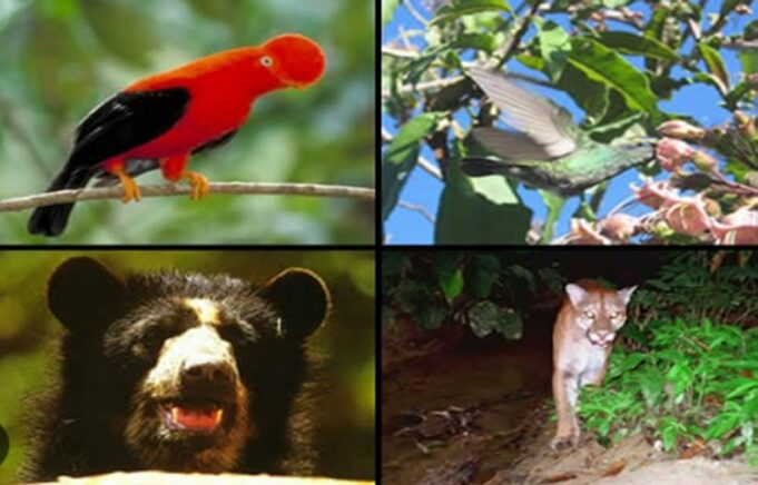 Día Mundial de la Vida Silvestre: ¿cómo se protegen a los animales amenazados en Perú?