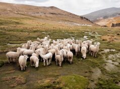 Agroideas: La agricultura y la minería pueden ser complementarias y no excluyentes