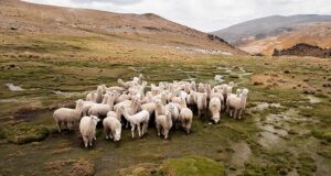 Agroideas: La agricultura y la minería pueden ser complementarias y no excluyentes