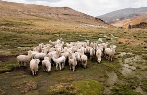 Agroideas: La agricultura y la minería pueden ser complementarias y no excluyentes