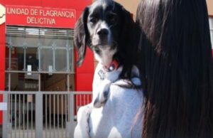 Poder Judicial: actos de crueldad contra animales también son sancionados en unidades de flagrancia