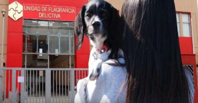 Poder Judicial: actos de crueldad contra animales también son sancionados en unidades de flagrancia