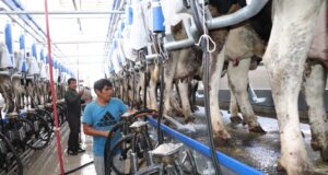 Ministro Angel Manero: Gobierno impulsa la ganadería familiar con moderna sala de ordeño