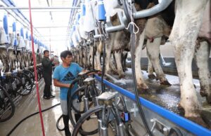 Ministro Angel Manero: Gobierno impulsa la ganadería familiar con moderna sala de ordeño