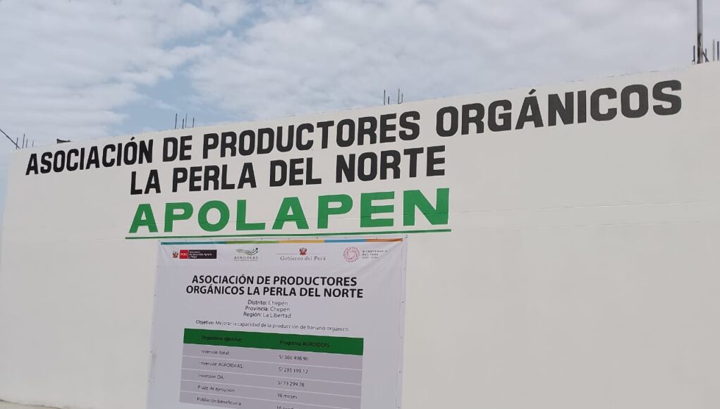 Midagri impulsa la producción de banano orgánico en Chepén