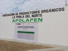 Midagri impulsa la producción de banano orgánico en Chepén