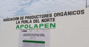 Midagri impulsa la producción de banano orgánico en Chepén