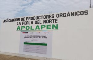 Midagri impulsa la producción de banano orgánico en Chepén