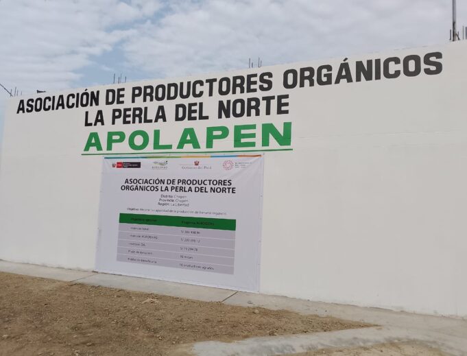 Midagri impulsa la producción de banano orgánico en Chepén