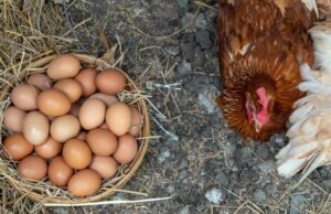 Detrás del huevo: La forma como son criadas las gallinas afectan el huevo que consumes
