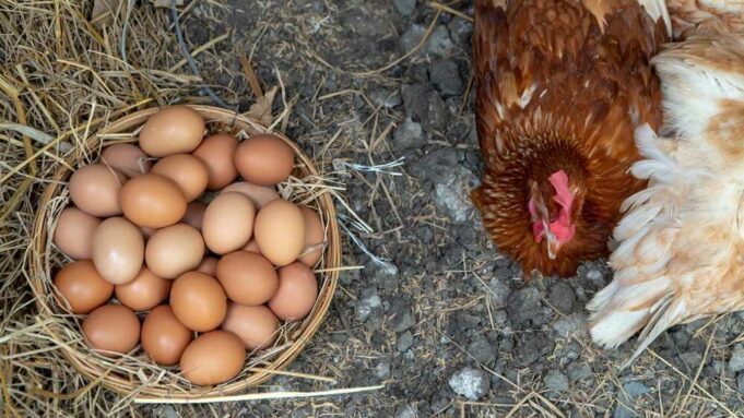 Detrás del huevo: La forma como son criadas las gallinas afectan el huevo que consumes