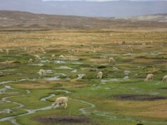 Destinan más de S/ 4 millones para la conservación de la Reserva Nacional Salinas y Aguada Blanca en Arequipa