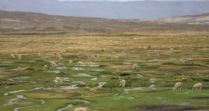 Destinan más de S/ 4 millones para la conservación de la Reserva Nacional Salinas y Aguada Blanca en Arequipa