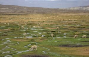 Destinan más de S/ 4 millones para la conservación de la Reserva Nacional Salinas y Aguada Blanca en Arequipa