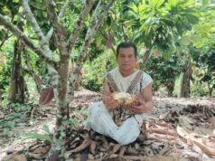 Ucayali: familia del programa Juntos seconvierte en productora de cacao