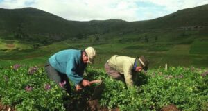 Más de 2 millones de productores agrarios trabajan para proveer los alimentos de todos los peruanos