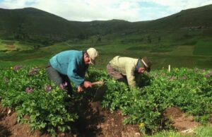 Más de 2 millones de productores agrarios trabajan para proveer los alimentos de todos los peruanos