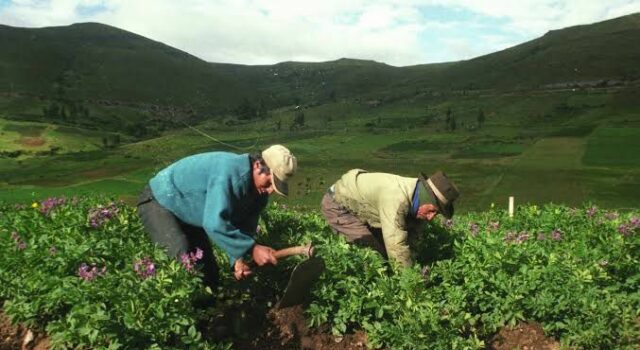 Más de 2 millones de productores agrarios trabajan para proveer los alimentos de todos los peruanos