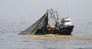 Ministro de la Producción: «Pesca de anchoveta en la zona Norte – Centro superó el 60% de avance de la cuota asignada»