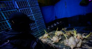 Municipalidad de Chorrillos clausura dos mataderos de aves