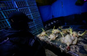 Municipalidad de Chorrillos clausura dos mataderos de aves