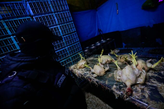 Municipalidad de Chorrillos clausura dos mataderos de aves