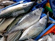 PRODUCE: Hasta mayo se han capturado más de 71 000 toneladas de bonito, un 81% más que el año pasado