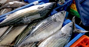 PRODUCE: Hasta mayo se han capturado más de 71 000 toneladas de bonito, un 81% más que el año pasado