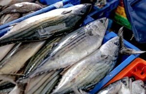 PRODUCE: Hasta mayo se han capturado más de 71 000 toneladas de bonito, un 81% más que el año pasado