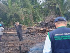 Ucayali: fiscalía dirige operativo contra tala ilegal de bosques e interviene en flagrancia a tres sujetos