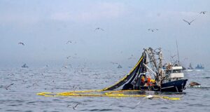 PRODUCE autoriza inicio de la segunda temporada de pesca de anchoveta en la zona sur del país desde 1 de julio