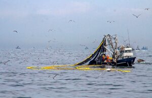 PRODUCE autoriza inicio de la segunda temporada de pesca de anchoveta en la zona sur del país desde 1 de julio