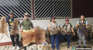 Ucayali: fiscalía incautó animales de fauna silvestre protegida y disecada en distrito de Callería
