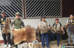 Ucayali: fiscalía incautó animales de fauna silvestre protegida y disecada en distrito de Callería