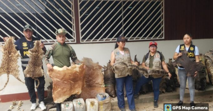 Ucayali: fiscalía incautó animales de fauna silvestre protegida y disecada en distrito de Callería