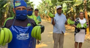 “Agricooltores” destapa crisis del plátano por plaga del Trips