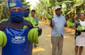 “Agricooltores” destapa crisis del plátano por plaga del Trips