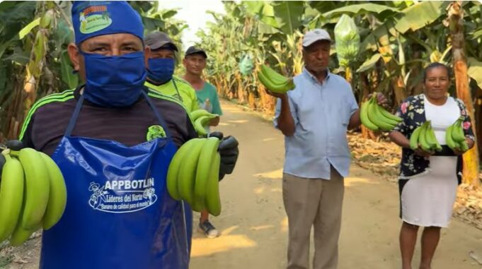 “Agricooltores” destapa crisis del plátano por plaga del Trips