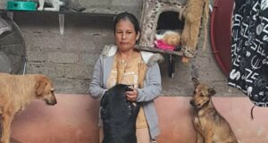 Apoyemos a los amigos cuatro patas rescatados de la calle