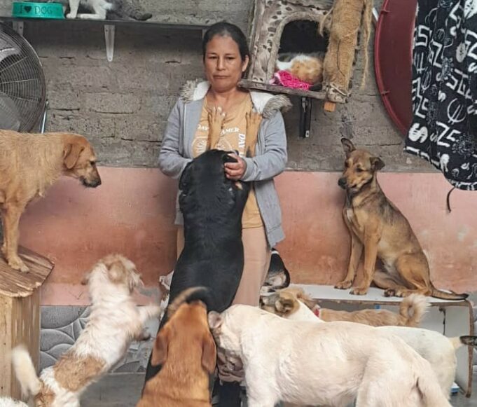 Apoyemos a los amigos cuatro patas rescatados de la calle