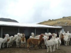 Gobierno cumple con la meta de entregar 3080 cobertizos para la protección de más de 369 mil alpacas y ovinos